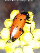 Escarabajo meloideo - Mylabris quadripunctata. Los Villares