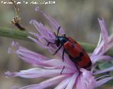 Escarabajo meloideo - Mylabris quadripunctata. Arrollo Maguillo (Santiago Pontones)