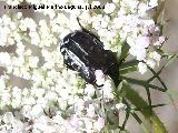 Escarabajo del sudario - Oxythyrea funesta. Segura
