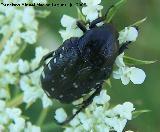 Escarabajo del sudario - Oxythyrea funesta. Segura