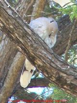 Pájaro Tórtola turca - Streptopelia decaocto. Parque de la Fuensanta - Alcaudete
