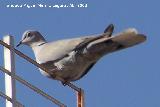 Pájaro Tórtola turca - Streptopelia decaocto. Navas de San Juan