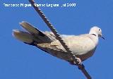 Pájaro Tórtola turca - Streptopelia decaocto. Benalmádena
