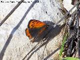 Mariposa manto bicolor - Lycaena phlaeas. Cerro Veleta - Jaén