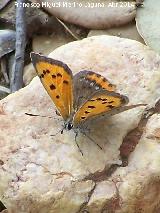 Mariposa manto bicolor - Lycaena phlaeas. La Batanera - Fuencaliente