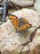Mariposa manto bicolor