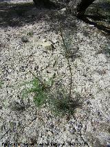 Esparraguera - Asparagus acutifolius. Esprragos. La Cerradura - Los Villares