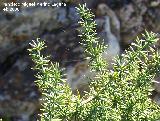 Esparraguera - Asparagus acutifolius. Navas de San Juan