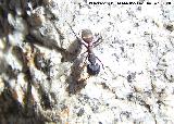 Hormiga Camponotus - Camponotus cruentatus. Jaén