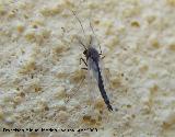 Mosquito no picador - Chironomus plumosus. Los Villares