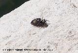 Araña saltadora negra - Heliophanus cupreus. Los Villares