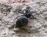 Araña saltadora negra - Heliophanus cupreus. Navas de San Juan