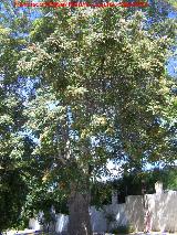 Ailanto - Ailanthus altissima. Ermita de la Fuensanta - Alcaudete