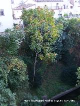 Ailanto - Ailanthus altissima. Cazorla