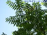 Ailanto - Ailanthus altissima. Cazorla