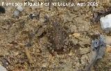 Rana - Pelophylax perezi. Venta Rampia (Santiago Pontones)