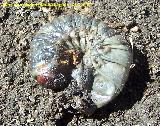 Escarabajo rinoceroronte - Copris lunaris. Larva. Olvera - Úbeda