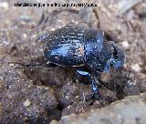 Escarabajo rinoceroronte - Copris lunaris. Navas de San Juan