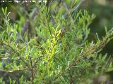 Espino negro - Rhamnus lycioides. Pea del Olivar - Siles