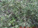 Espino negro - Rhamnus lycioides. Zagrilla Baja - Priego de Crdoba