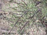 Espino negro - Rhamnus lycioides. Santa Pola