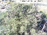 Espino negro - Rhamnus lycioides. Villanueva de las Torres