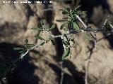Espino negro - Rhamnus lycioides. Gorafe