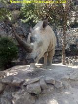 Cueva de las Ventanas. Estatua de rinoceronte