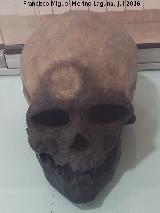Cueva de las Ventanas. Crneo de Homo Sapiens. Museo de Par