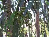Eucalipto rojo - Eucalyptus camaldulensis. Benalmdena