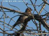 Pájaro Pinzón - Fringilla coelebs. La Espinareda - Segura de la Sierra