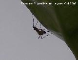 Mosquito - Culex pipiens. Los Villares