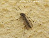 Mosquito - Culex pipiens. Los Villares