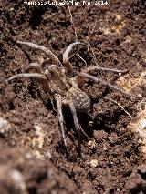 Araña Tarántula europea - Lycosa tarantula. Giribaile - Vilches