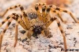 Araña Tarántula europea - Lycosa tarantula. Navas de San Juan