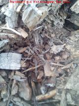 Araña Tarántula europea - Lycosa tarantula. Camuflaje. La Carnicera - Castellar