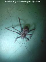 Araña Tarántula europea - Lycosa tarantula. Comiendo un Opilio. Las Castañetas - Villacarrillo