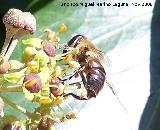 Mosca abeja - Eristalis tenax. Los Villares