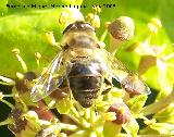 Mosca abeja - Eristalis tenax. Los Villares