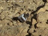 Mariposa banda acodada - Hipparchia alcyone. Los Anchos - Santiago Pontones