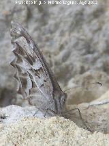Mariposa banda acodada - Hipparchia alcyone. Morrión - Yeste
