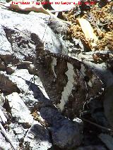 Mariposa banda acodada - Hipparchia alcyone. Nacimiento de Aguasnegras