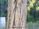 Falsa acacia - Robinia pseudoacacia. Segura