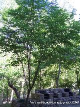 Falsa acacia - Robinia pseudoacacia. Segura
