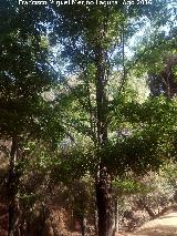 Falsa acacia - Robinia pseudoacacia. Ro Campana - Santa Elena