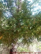 Falsa acacia - Robinia pseudoacacia. Ro Campana - Santa Elena