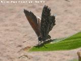 Mariposa barrena del geranio - Cacyreus marshalli. Navas de San Juan