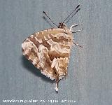 Mariposa barrena del geranio - Cacyreus marshalli. Los Villares