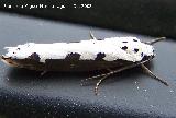 Polilla Yponomeuta evonymellus - Yponomeuta evonymellus. Navas de San Juan