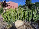 Jardín de cactus y suculentas. Cactus Cardón y detrás el Monumento a la Lectura